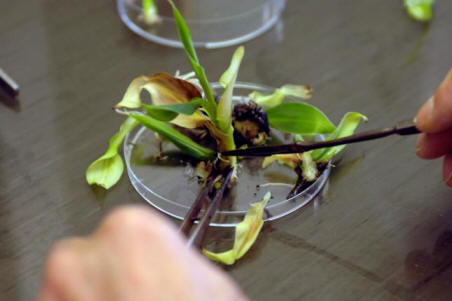 Geenitutkija muuntogeenisten organismien vaaroista