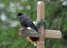 Tiedemies näki, mitä sielulla tapahtui kuoleman jälkeen!