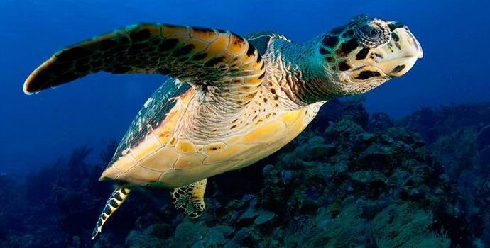 Tutkijat ovat löytäneet planeetan ainoan valoisan kilpikonnan