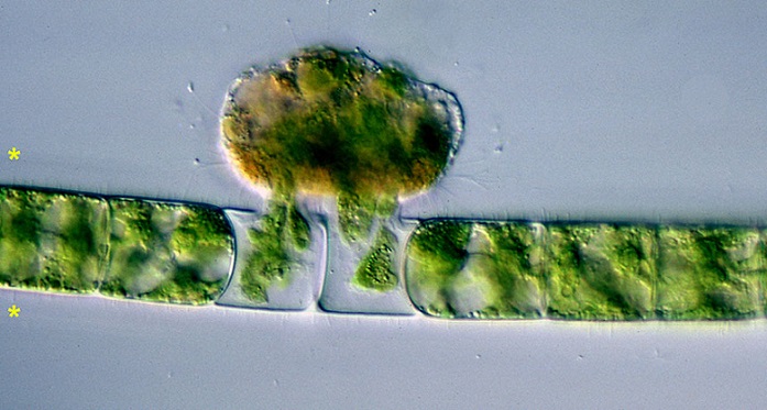 Tutkijat ovat löytäneet esihistorialliset vampyyribakteerit