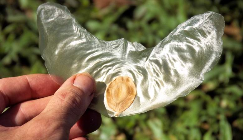 Upea kasvi lentävien siementen kanssa