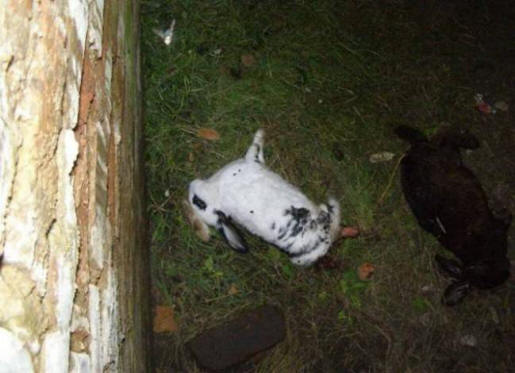 Ukrainan chupacabra on uskomattoman älykäs ja sillä on huomattava voima