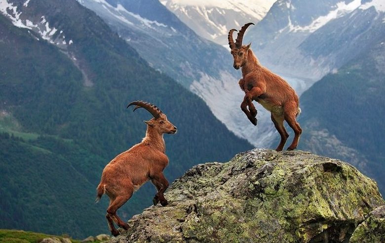 Älykkäät ja uskomattoman kykenevät eläimet