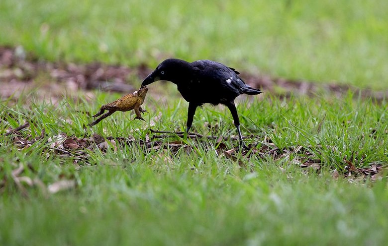 Taitava variksen syö jopa myrkyllisiä rupikonna - eikä mitään.
