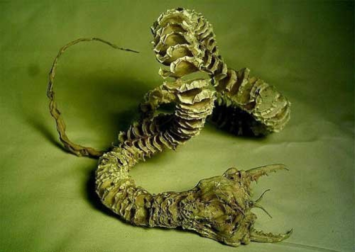 Mongolian aavikon kauhu - olga-khorkha