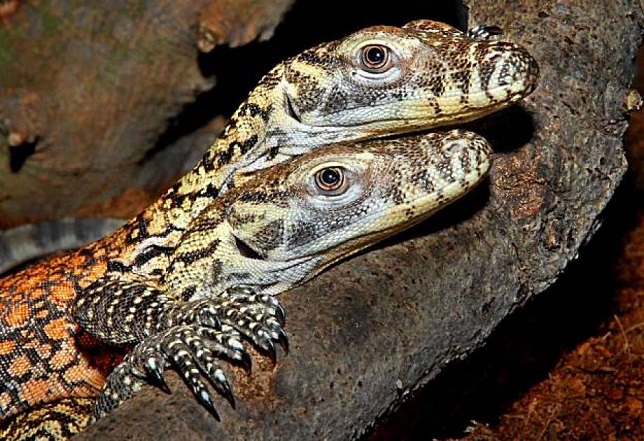 Amerikan eläintarhassa naispuolinen näyttelijä lisko synnytti itsensä