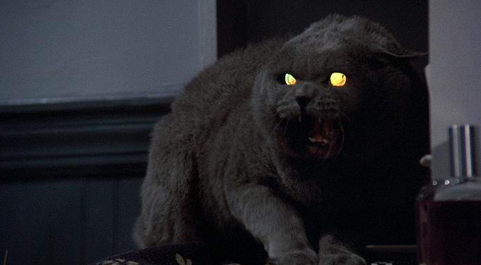 Kuninkaan lemmikkieläinten hautausmaa löytyi Amerikasta