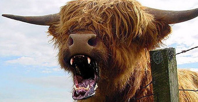 Amerikassa mehiläiset ja lehmät ovat huonompia kuin kaikki petoeläimet