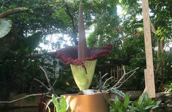 Jättiläinen kukka, jolla on haisevia kukkia, kukkii Amerikassa.