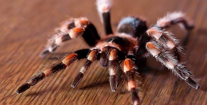 Amerikassa pidätettiin terroristi-hämähäkki