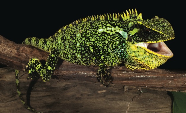 Andoilta löytyi 3 outoa lajien liskoja