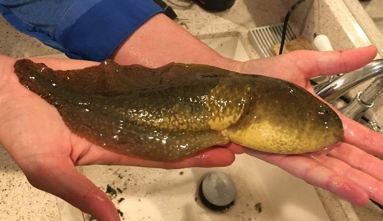 Arizonasta on kiinni valtava kurkku