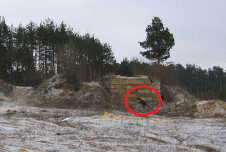 Chupacabra ilmestyy uudelleen Astrakhaniin