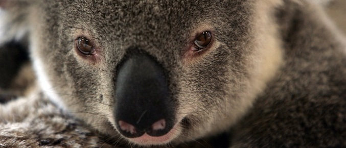 Australiassa lopetettiin noin seitsemänsataa koalaa.