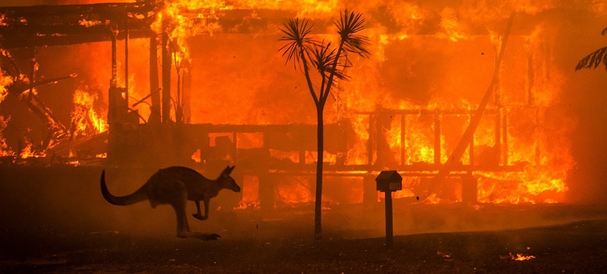 Australiassa eläinlaji on kadonnut tulipalojen vuoksi