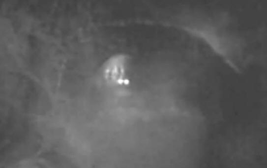 Australiassa Bigfoot houkutteli omenoita ja kuvattiin videolla