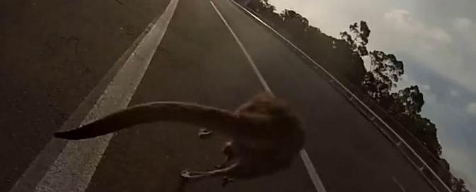 Australian pääkaupungissa kenguru teki onnettomuuden