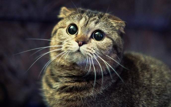 Kissat katoavat mystisesti Itävallassa