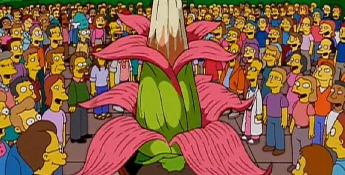 Belgiassa kukkii jättiläinen haiseva kukka