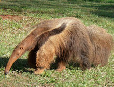 Brasiliassa jättiläinen anteaterit tappoivat kaksi metsästäjää