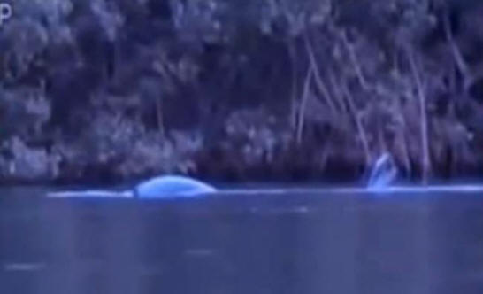 Brasiliassa kuvattiin outoa olentoa, jolla oli merenneito-häntä,