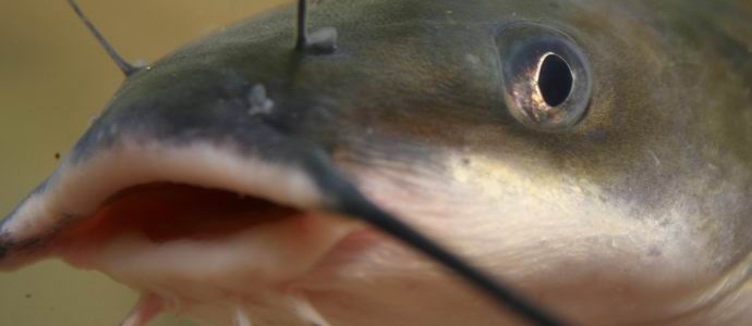 Pääsin kiinalaisen perheen taloon ja lavasin siellä pogromin ... monni