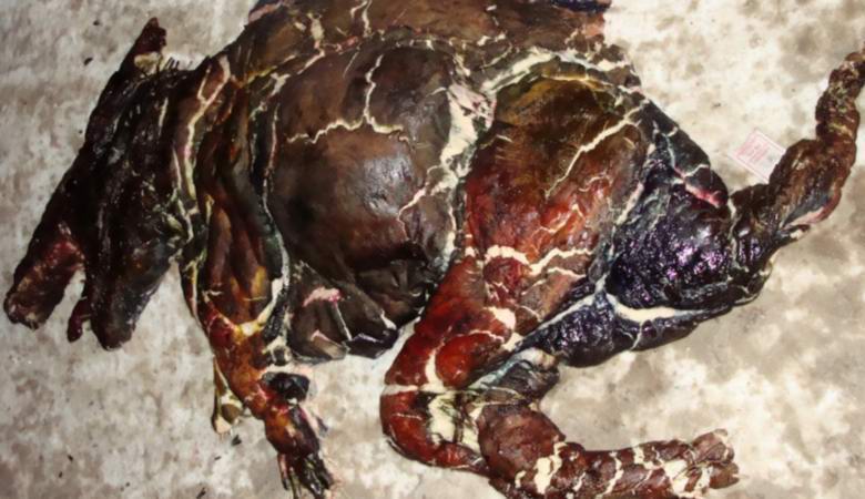 Goose-Crystal löysi kammotun olennon jäänteet