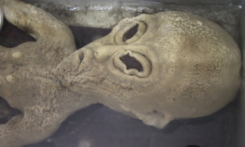 Video aidalle juuttuneesta ulkomaalaisesta vuotanut Internetiin