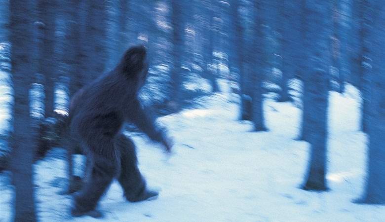 Kanadassa kiinni iso lumiukko