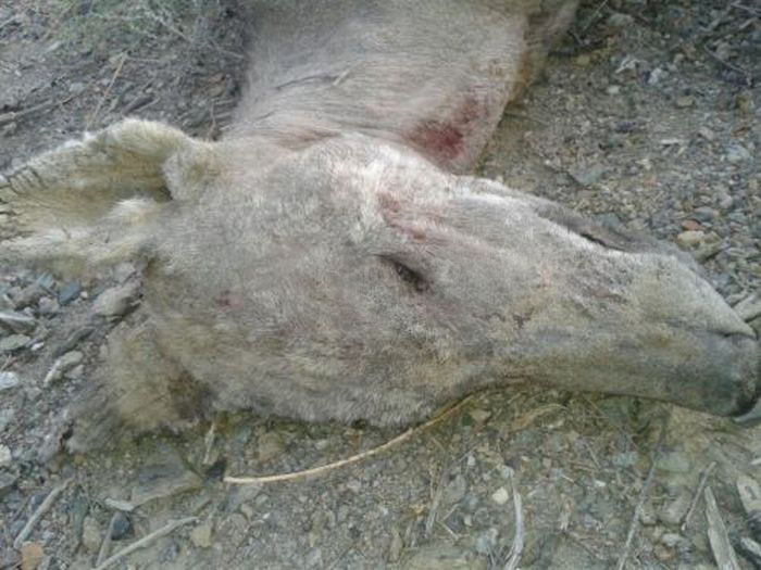 Onnistuitko tappamaan Chupacabran Kirgisiassa?