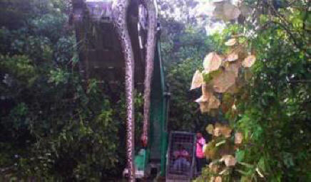 Kiinasta löytynyt jättiläinen käärme