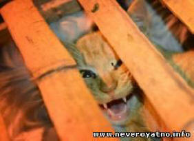 Kiinassa pelasti satoja kissoja syömästä