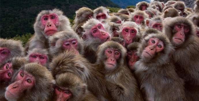 Kiinan armeija alkoi palvella apinoita