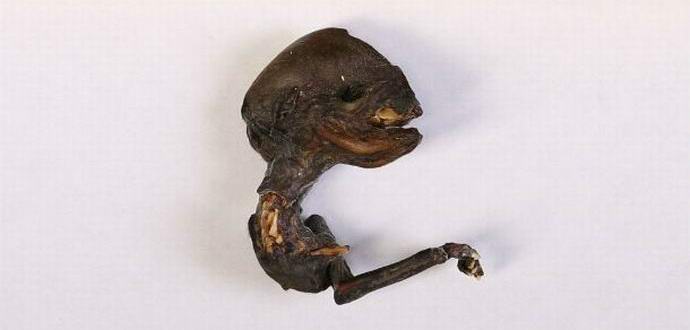 Hämmästyttävä olento löytyi Krasnojarskin alueelta