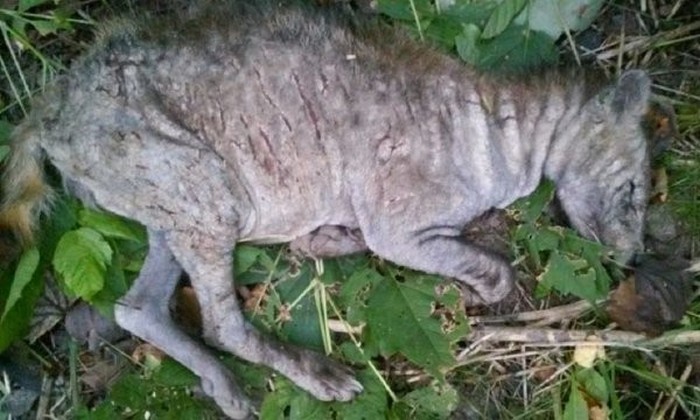 Latvian metsissä ovat Chupacabras?