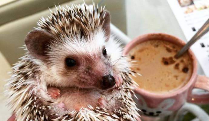 Elävät siilit sisältyvät japanilaisen kahvilan ruokalistaan