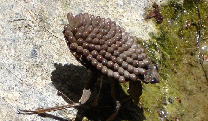 Uusi tappaja hyönteinen on ilmestynyt maailmaan.