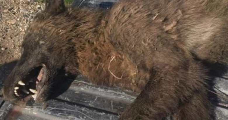 Ammui Montanassa susi-kaltaisen eläimen