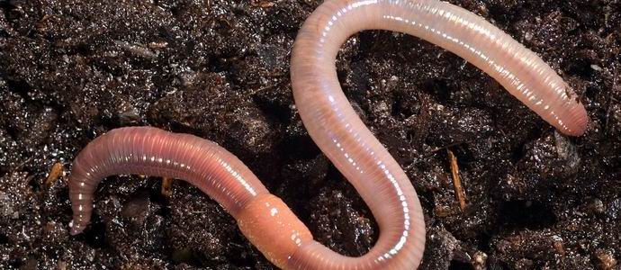 Matoja putosi Norjassa