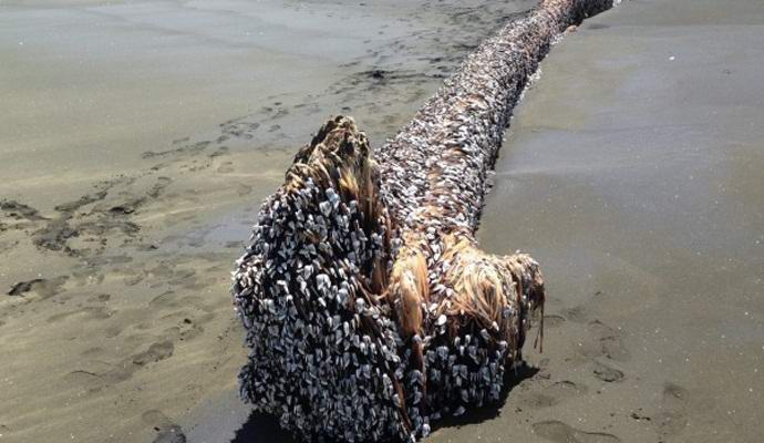 Uudesta Seelannista löytynyt muodoton hirviö