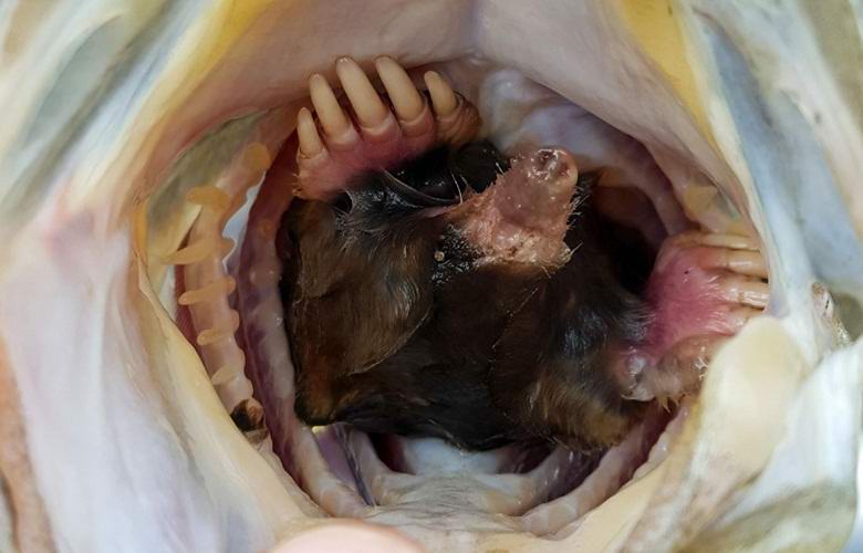 Ahven suusta löytyi moli