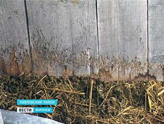 Pavlovskissa chupacabra jatkoi metsästystä