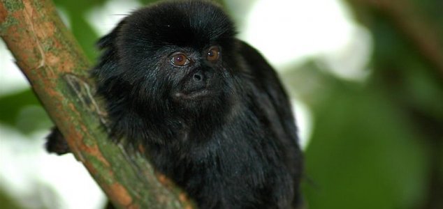 Perusta löydettiin uusi apinalaji