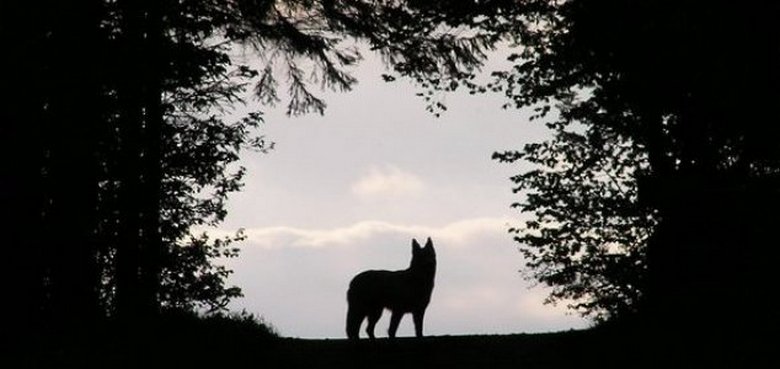 Salaperäinen olento ilmestyy Karachin satamakaupunkiin, Pakistaniin