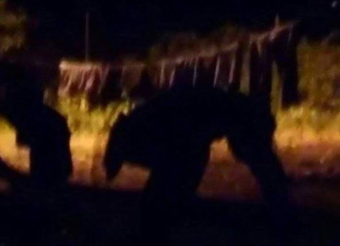 Puerto Ricossa vangittiin käsittämätön hirviö