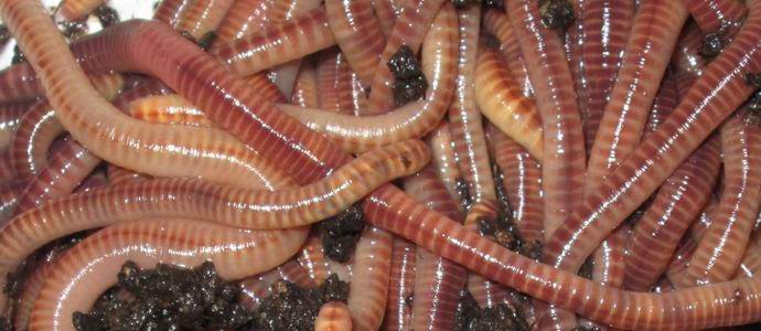 Venäjällä he ehdottivat jauhojen tekemistä matoista