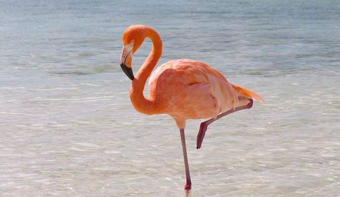 Siperiasta löytynyt vaaleanpunainen flamingo