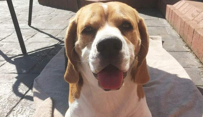 Löydetty koiran korvasta ... Donald Trumpin kasvot