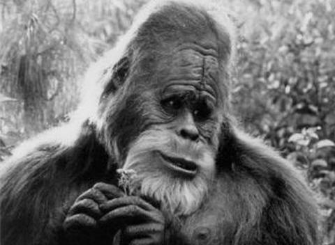 Bigfoot on iso olento. Ja hänen jalkansa tulisi olla noin 60. koko.