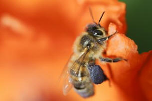 Yhdysvalloissa puiden suihkuttaminen aiheutti massiivisen mehiläiskaton